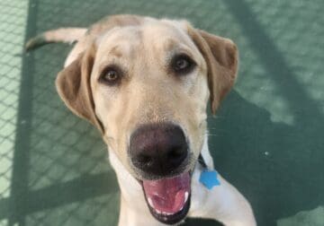 Retired young Service dog Rehoming