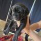 Cane Corso puppies