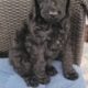 Adorable Labradoodle Puppies Ready Today!