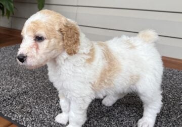 AKC Standard Poodles