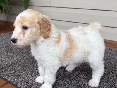 AKC Standard Poodles