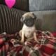 Adorable 8-Week-Old Pug Puppies(2 male, 3 female)