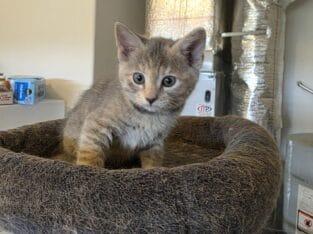 Two sweet female kittens, 8 wk old.