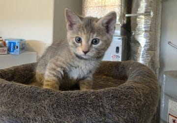 Two sweet female kittens, 8 wk old.
