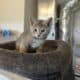 Two sweet female kittens, 8 wk old.