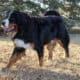 Full AKC Registration – Beau