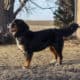 Full AKC Registration – Beau