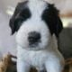 Saint Berdoodle Puppies