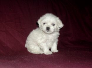 Lad, MaltiPoo male, non-shedding, smart