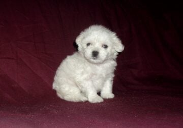Lad, MaltiPoo male, non-shedding, smart