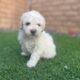 Maltipoo puppies