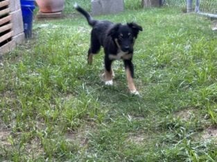 Rufus Mini aussie pup