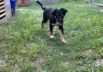 Rufus Mini aussie pup