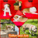 American Staffordshire Terrier Bully UKC/ABR