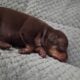Pinpin puppies