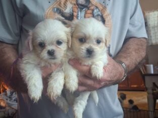 Adorable shihtzu puppies