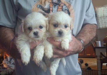 Adorable shihtzu puppies