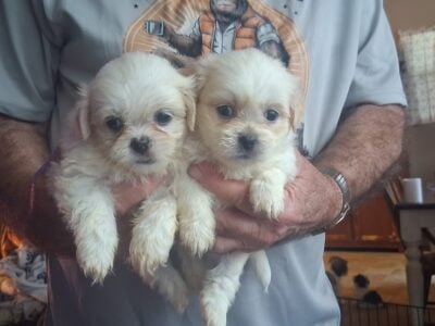 Adorable shihtzu puppies