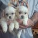 Adorable shihtzu puppies