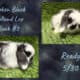 Holland Lop Rabbits