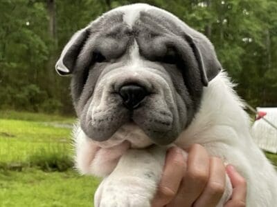 Miniature Male Flower-Shar Pei