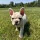 AKC Frenchie Male – Columbus, OH