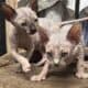 Beautiful Sphynx kittens
