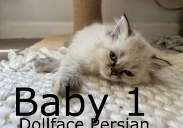 Dollface Persian kittens