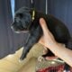 Cane Corso puppies