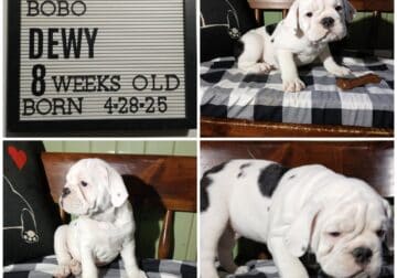 Dewy Male Olde English Bulldogge