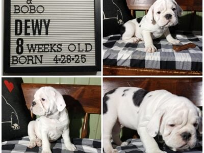 Dewy Male Olde English Bulldogge