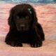 AKC Newfoundland’s Full Registration