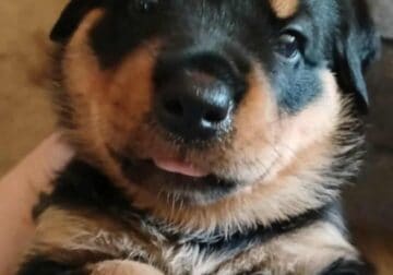 Female Rottweiler Puppy