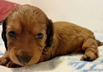 Lola Unique Mini Weenies Dachshund Puppy