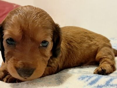 Lola Unique Mini Weenies Dachshund Puppy