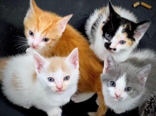 Free kittens to good home