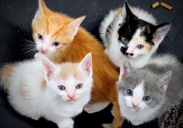 Free kittens to good home