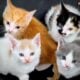 Free kittens to good home
