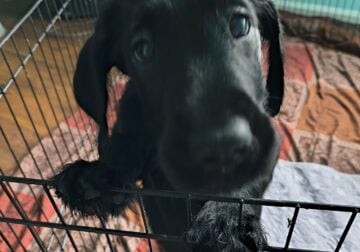 9 weeks old puppies