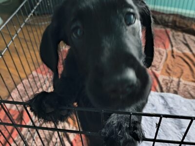 9 weeks old puppies