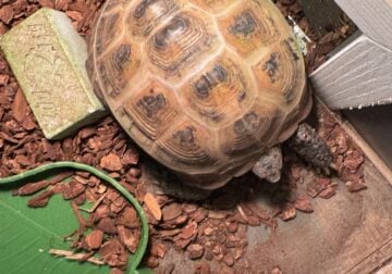 Russian Red Foot Tortoise