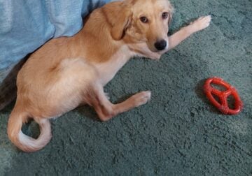 Free Golden Retriever Puppy