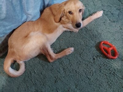 Free Golden Retriever Puppy