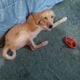 Free Golden Retriever Puppy