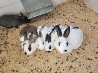 Mixed English spot rabbits