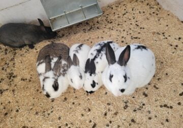 Mixed English spot rabbits