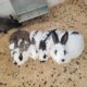 Mixed English spot rabbits