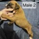 AKC Boxer Puppies for sale