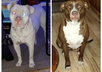 American bully puppy’s coming in July