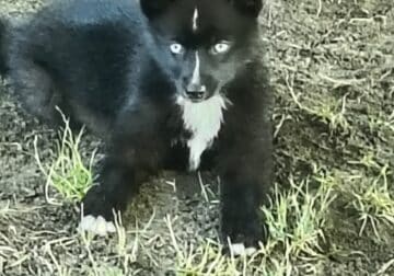 Pomsky puppy Zeva